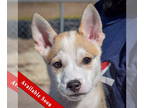 Mix DOG FOR ADOPTION RGADN-1384818 - Akiak - Husky (short coat) Dog For