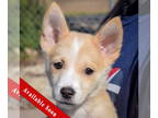 Mix DOG FOR ADOPTION RGADN-1384819 - Alaska - Husky (short coat) Dog For