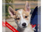 Mix DOG FOR ADOPTION RGADN-1384821 - Balto - Husky (short coat) Dog For