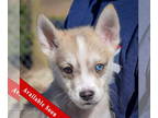 Mix DOG FOR ADOPTION RGADN-1384823 - Chinook - Husky (short coat) Dog For