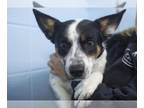 Border Collie Mix DOG FOR ADOPTION RGADN-1384827 - Tom - Australian Cattle