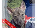 Mix DOG FOR ADOPTION RGADN-1384828 - Kodiak - Husky (short coat) Dog For