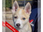 Mix DOG FOR ADOPTION RGADN-1384830 - Nanook - Husky (short coat) Dog For