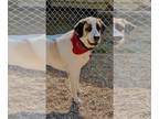 Anatolian Shepherd-Great Pyrenees Mix DOG FOR ADOPTION RGADN-1384837 -