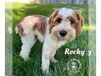Cockapoo DOG FOR ADOPTION RGADN-1384847 - Rocky - Cockapoo Dog For Adoption