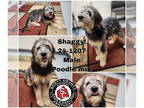 Labradoodle DOG FOR ADOPTION RGADN-1384854 - Shaggy - Poodle (Standard) /