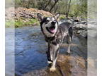German Shepherd Dog-Siberian Husky Mix DOG FOR ADOPTION RGADN-1384867 - *CHRIS