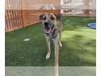 Rottweiler-Siberian Husky Mix DOG FOR ADOPTION RGADN-1384879 - MILO - Siberian