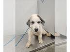 Great Pyrenees Mix DOG FOR ADOPTION RGADN-1384896 - CHAD - Great Pyrenees /