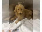 Poodle (Standard) DOG FOR ADOPTION RGADN-1384911 - Honey Girl - Poodle