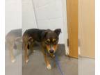 German Shepherd Dog-Siberian Husky Mix DOG FOR ADOPTION RGADN-1384929 - CONAN -
