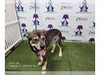 Border Collie DOG FOR ADOPTION RGADN-1384939 - *HERO - Border Collie (short