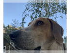 Treeing Walker Coonhound DOG FOR ADOPTION RGADN-1384977 - Calvin - Treeing