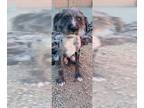 Bearded Collie DOG FOR ADOPTION RGADN-1385016 - SHELDON - Bearded Collie (medium