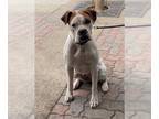 Boxer Mix DOG FOR ADOPTION RGADN-1385018 - HAZEL - Boxer / Mixed (medium coat)