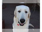 Labrenees DOG FOR ADOPTION RGADN-1385030 - George - Labrador Retriever / Great