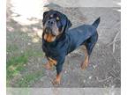 Rottweiler DOG FOR ADOPTION RGADN-1385050 - ROCKY - Rottweiler (medium coat) Dog