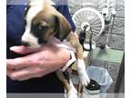 Staffordshire Bull Terrier Mix DOG FOR ADOPTION RGADN-1385064 - WINIFRED -