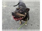 Rottweiler-American Pit Bull Terrier DOG FOR ADOPTION RGADN-1385077 - DENVER -