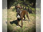 Boxer DOG FOR ADOPTION RGADN-1385081 - Daisy Mae - Boxer (short coat) Dog For