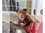 American Pit Bull Terrier DOG FOR ADOPTION RGADN-1385088 - copper - American Pit