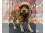 Cockapoo-Poodle (Miniature) Mix DOG FOR ADOPTION RGADN-1385095 - Naomi -
