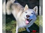 Siberian Husky DOG FOR ADOPTION RGADN-1385143 - Skylar - Siberian Husky Dog For