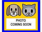 Poodle (Miniature) DOG FOR ADOPTION RGADN-1385147 - ANGEL - Poodle (Miniature)