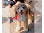 Poodle (Standard) Mix DOG FOR ADOPTION RGADN-1385161 - CINNABON - Poodle