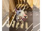 Bull Terrier DOG FOR ADOPTION RGADN-1385167 - SUKI - Bull Terrier (medium coat)