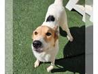 Great Pyrenees-Huskies Mix DOG FOR ADOPTION RGADN-1385175 - Squid - Husky /