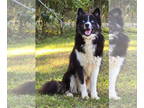 Akita-Siberian Husky Mix DOG FOR ADOPTION RGADN-1385182 - 241304 Vinny -