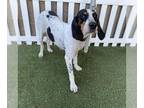 Bluetick Coonhound DOG FOR ADOPTION RGADN-1385188 - CHIQUIS - Bluetick Coonhound