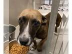 Dachshund Mix DOG FOR ADOPTION RGADN-1385195 - *POPPY - Dachshund / Mixed