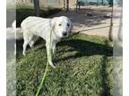 Great Pyrenees DOG FOR ADOPTION RGADN-1385196 - *GIGI - Great Pyrenees (medium
