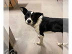 Border Collie DOG FOR ADOPTION RGADN-1385197 - *TINA - Border Collie (medium