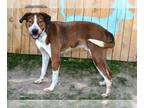 Labrador Retriever Mix DOG FOR ADOPTION RGADN-1385203 - CHARLIE - Labrador