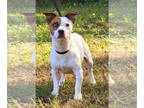 Jack Russell Terrier Mix DOG FOR ADOPTION RGADN-1385216 - 241562 Roscoe - Jack