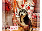 Siberian Husky DOG FOR ADOPTION RGADN-1385217 - Alice - Siberian Husky Dog For