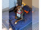 Boxer Mix DOG FOR ADOPTION RGADN-1385219 - Newt - Terrier / Boxer / Mixed
