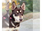 Australian Kelpie-Siberian Husky Mix DOG FOR ADOPTION RGADN-1385222 - Bella -