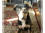 German Shepherd Dog-Mastiff Mix DOG FOR ADOPTION RGADN-1385223 - Jasper - German