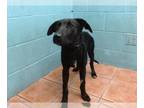 Labrador Retriever DOG FOR ADOPTION RGADN-1385227 - HOLLY - Labrador Retriever