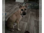 Black Mouth Cur Mix DOG FOR ADOPTION RGADN-1385232 - Willa - Black Mouth Cur /