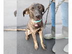 Mountain Cur Mix DOG FOR ADOPTION RGADN-1385244 - Dingo Australia - Mountain Cur