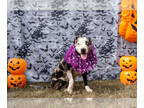 Catahoula Leopard Dog Mix DOG FOR ADOPTION RGADN-1385254 - John - Catahoula