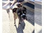 Boxer DOG FOR ADOPTION RGADN-1385262 - Becca - Boxer Dog For Adoption