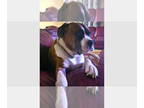 Boxer DOG FOR ADOPTION RGADN-1385264 - Animais - Boxer Dog For Adoption