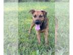 Shepradors DOG FOR ADOPTION RGADN-1385267 - Nova (Space Puppies) - Labrador