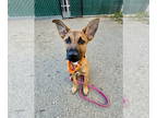 Shepradors DOG FOR ADOPTION RGADN-1385268 - Celeste (Space Puppies) - Labrador